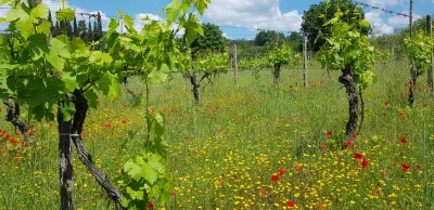 Thumbnail Natural Wine Tasting in the Vineyard – Under the Oak Tree at Tunia
