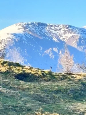 Thumbnail Desde Niza: Escapada alpina en 4x4 de un día con degustación de comida y vinos locales