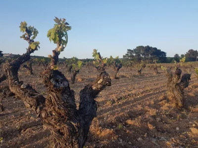 Thumbnail Bodegas Ismael Arroyo-ValSotillo : Visite d'une cave souterraine du 16ème siècle à Ribera del Duero