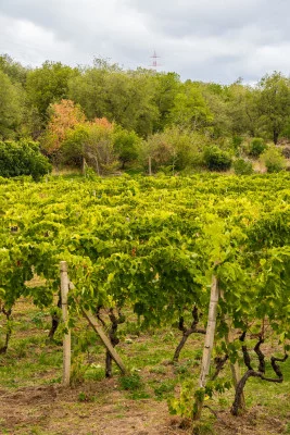 Thumbnail Wine tour e degustazione di 3 vini DOC dell'Etna presso Eterna Vigneti