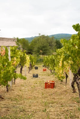 Thumbnail Wine Tour & Tasting of 3 Etna DOC Wines at Eterna Vigneti