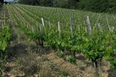 Thumbnail Vigna da vivere : Dégustation de vin et promenade dans les vignobles de Montepulciano chez Pinzi Pinzuti