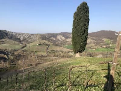 Thumbnail Wine Tasting of organic Wines on the Hills near Bologna at Cantina Tomisa