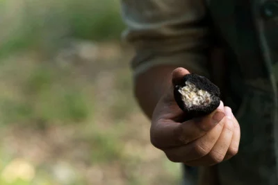 Thumbnail Da Torino: esperienza privata di caccia al tartufo e pranzo gourmet nelle Langhe