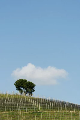 Thumbnail Zwischen dem Weingut und den Weinbergen - Erntetour &amp; Verkostung bei I Bre'