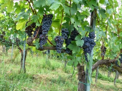 Thumbnail Experiencia de cata de vinos en la Bodega Campochiarenti, cerca de Siena