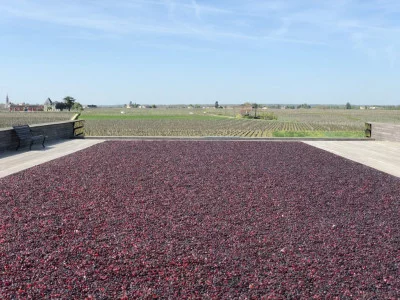 Thumbnail Tour privato di mezza giornata di Saint-Emilion da Bordeaux