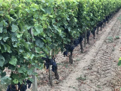 Thumbnail Excursión de un día a Médoc y Saint-Emilion desde Burdeos
