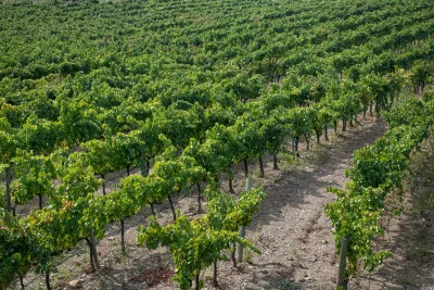 Thumbnail Tour durch das Priorat zwischen Wein und Geschichte