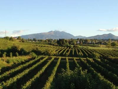 Thumbnail The Native Veronese Grapes: Tour & Wine Tasting at Corte Quaiara in Sona