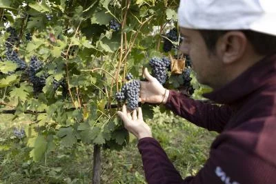 Thumbnail Cata vertical de Garganega y maridajes locales en Corte Quaiara, cerca del lago de Garda