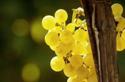 Thumbnail El lado aromático de Corte Quaiara: cata de vinos Goldtraminer y visita a la bodega en Sona