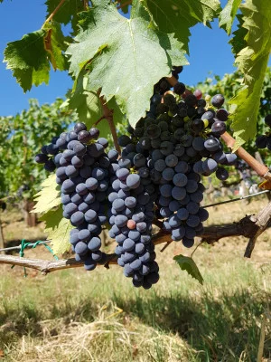 Thumbnail Visit to the cellar and tasting of 3 Musico wines in Montalcino