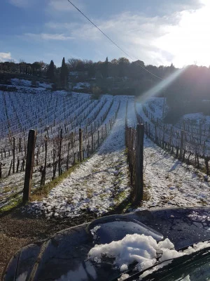 Thumbnail Visit to the cellar and tasting of 3 Musico wines in Montalcino