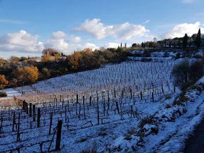Thumbnail Visite de la cave et dégustation de 3 vins Musico à Montalcino