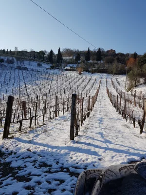 Thumbnail Visit to the cellar and tasting of 3 Musico wines in Montalcino