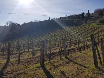 Thumbnail Visit to the cellar and tasting of 3 Musico wines in Montalcino