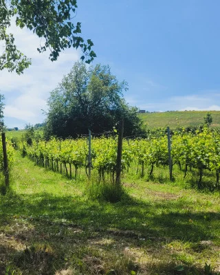 Thumbnail Klassisches Weinerlebnis und Tour auf dem Weingut Luretta in den Hügeln von Piacenza