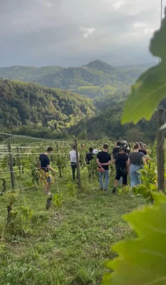 Thumbnail Les origines du vin à Poggio Ridente : Marche de la vigne à la bouteille dans le Monferrato
