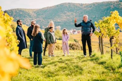 Thumbnail Luxury Wachau Valley Wine Tour with Gourmet Lunch & Premium Tastings from Vienna