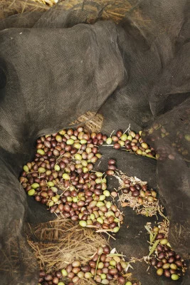 Thumbnail Scopri il turismo dell'olio d'oliva in Puglia: Una fuga unica di 3 giorni nella Valle d'Itria