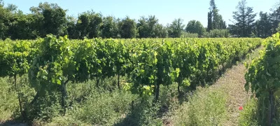 Thumbnail Elektrofahrradtour & Châteauneuf-de-Gadagne Weintour mit Weinprobe