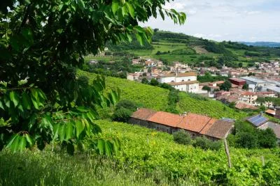 Thumbnail Terroir Wine Tasting Experience en la Bodega Menti