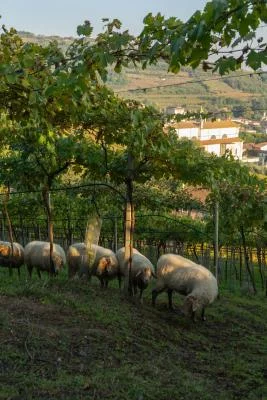 Thumbnail Terroir Wine Experience presso l'Azienda Agricola Giovanni Menti