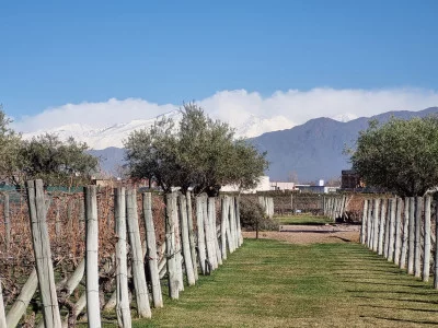Thumbnail Ruta del Vino de Mendoza con Almuerzo