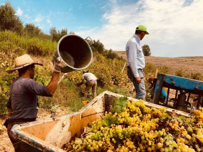 Thumbnail Tasting of 5 Tenute Baglio Passofondo labels in Sicily