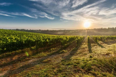 Thumbnail Ruta del Vino de Ensueño: Explora Grecia en 10 días de vino y cultura