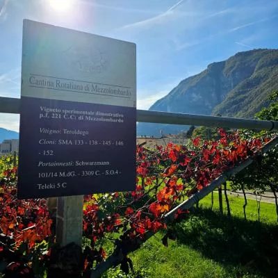 Thumbnail Tour del vigneto e del convento francescano e degustazione di annate storiche di Teroldego Rotaliano Clesurae presso la Cantina Rotaliana Trentino