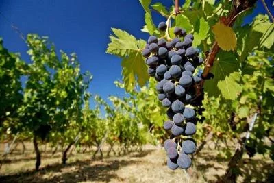 Thumbnail Depuis Séville : Ronda Eco Winery Tour & Tasting Experience