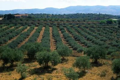 Thumbnail Degustazione di vino e olio d'oliva Ibla Legacy al Poggio di Bortolone