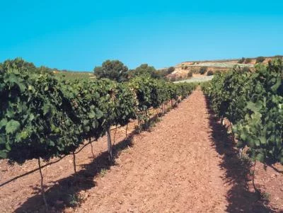 Thumbnail Degustazione di vino e olio d'oliva Ibla Legacy al Poggio di Bortolone