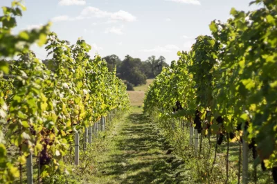 Thumbnail Tour del vigneto e degustazione presso il Nine Oaks Vineyard a Kent