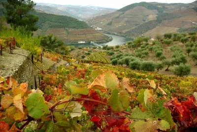 Thumbnail From Porto to the Alto Douro: Private Wine, Walking & Cruise Tour