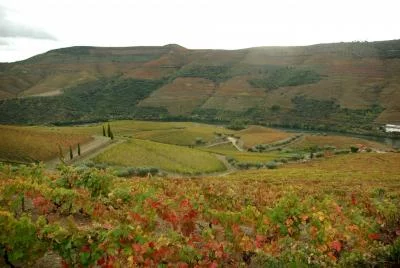 Thumbnail From Porto to the Alto Douro: Private Wine, Walking & Cruise Tour