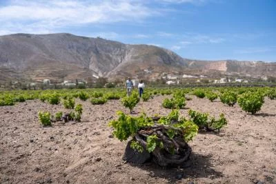 Thumbnail Explore Santorini's Volcanic Elegance: 2 Wineries with Wine Tastings & Local Snacks