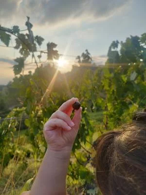 Thumbnail Esencia de Monferrato: Una wine experience sensorial en Cantine Vida