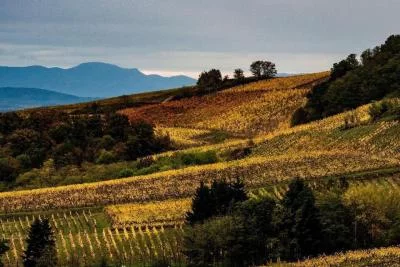 Thumbnail Degustazione di vini biologici presso il Domaine Exeterra sulla Strada del Vino dell'Alsazia