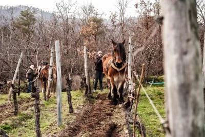 Thumbnail Bio-Weinprobe auf der Domaine Exeterra an der Elsässer Weinstraße