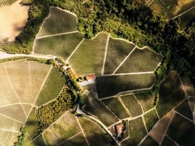 Thumbnail DIE GRÖSSEN: 3 ikonische Weine mit Blick auf die Langhe in Serralunga d'Alba bei Cascina Badarina verköstigen