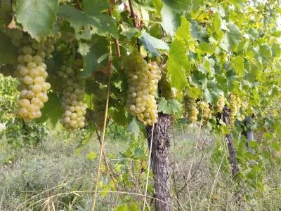 Thumbnail Essence of La Marmocchia: Discover the Taste of the Land