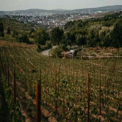 Thumbnail Guided Tour and Wine Tasting at GRAMMA Wines