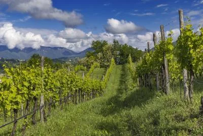 Thumbnail Vineyards, Wine & Bees – Live a Truly Sustainable Wine Experience at BiancaVigna