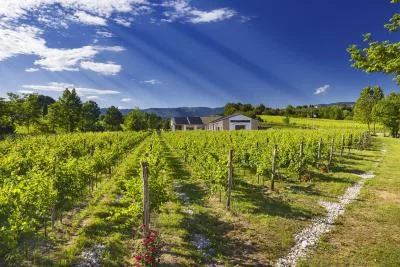 Thumbnail Weinberge, Wein & Bienen - Erlebe ein wahrhaft nachhaltiges Weinerlebnis bei BiancaVigna