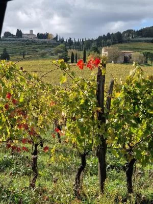 Thumbnail Half-Day Tuscany Tour from Florence or Siena: Greve in Chianti & Winery Visits