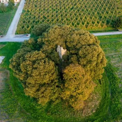 Thumbnail Visite des vins de Bellussera à Ca' di Rajo à Piave