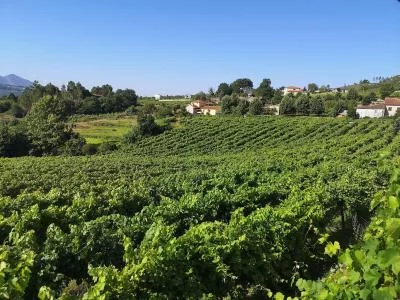 Thumbnail Visita guiada a la bodega y cata en la Adega dos Leões